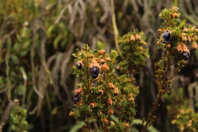 Brachyotum strigosum, photographed by Andrés Ramírez-Barrera