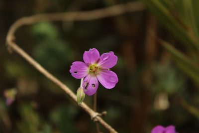 Geranium santanderiense, photographed by Andrés Ramírez-Barrera