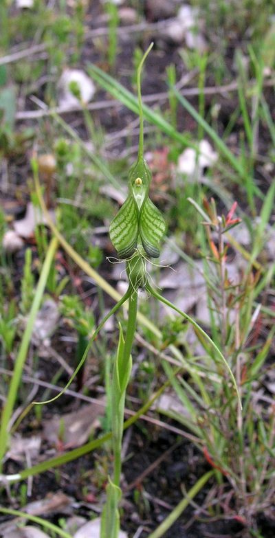 Pterostylis longicornis, photographed by desertnaturalist