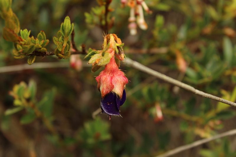 Brachyotum strigosum, photographed by Andrés Ramírez-Barrera