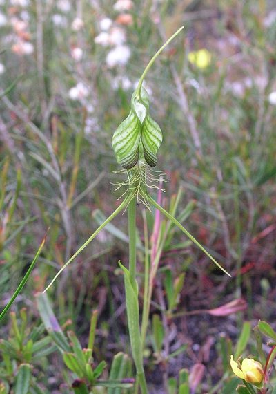 Pterostylis longicornis, photographed by desertnaturalist