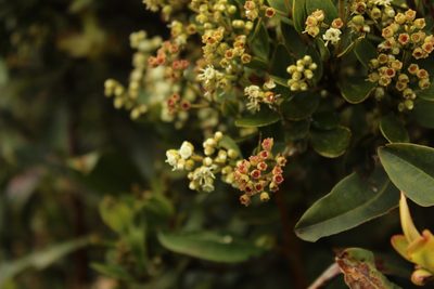Miconia ligustrina, photographed by Andrés Ramírez-Barrera