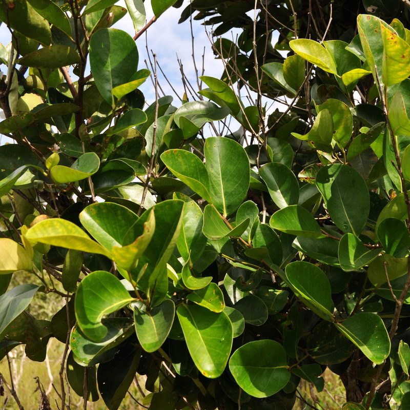 Combretocarpus rotundatus, photographed by Abu Hamas