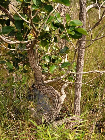 Combretocarpus rotundatus, photographed by Abu Hamas