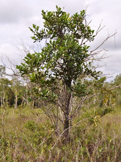 Combretocarpus rotundatus, photographed by Abu Hamas