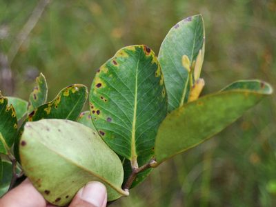 Combretocarpus rotundatus, photographed by Abu Hamas