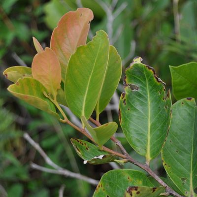 Combretocarpus rotundatus, photographed by Abu Hamas