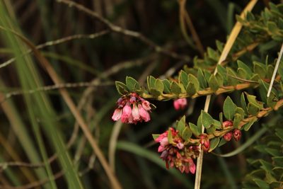 Vaccinium floribundum, photographed by Andrés Ramírez-Barrera
