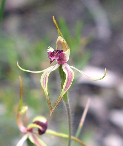 Caladenia ensata, photographed by desertnaturalist