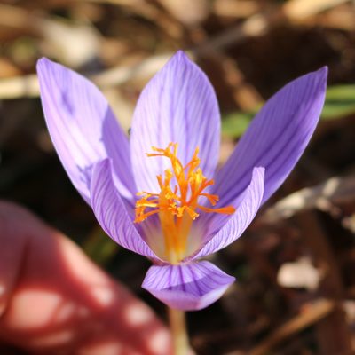 Crocus speciosus, photographed by Юрий Данилевский (Yuriy Danilevsky)