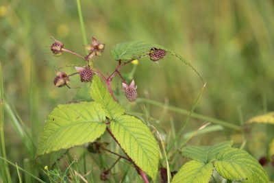 Rubus glaucus, photographed by GERMAN LEONEL SARMIENTO CRUZ