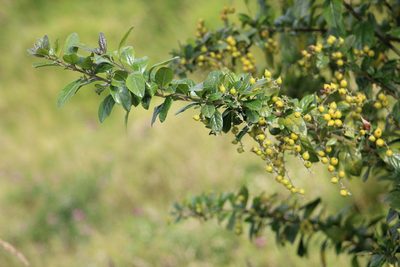 Duranta mutisii, photographed by GERMAN LEONEL SARMIENTO CRUZ