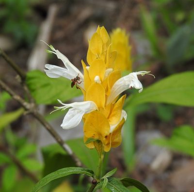 Pachystachys lutea, photographed by Esteban Poveda