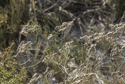 Limonium limbatum, photographed by Craig Martin