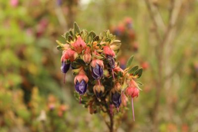 Brachyotum strigosum, photographed by Andrés Ramírez-Barrera