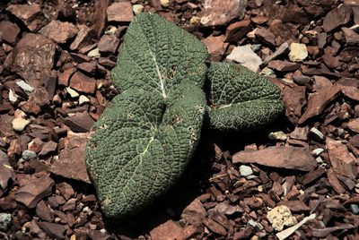 Berardia lanuginosa, photographed by Tavenetat Kevin