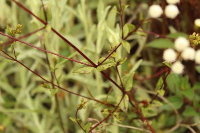 Ageratina gracilis, photographed by Andrés Ramírez-Barrera