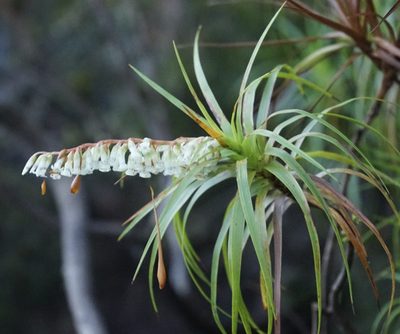Dracophyllum secundum, photographed by Tim
