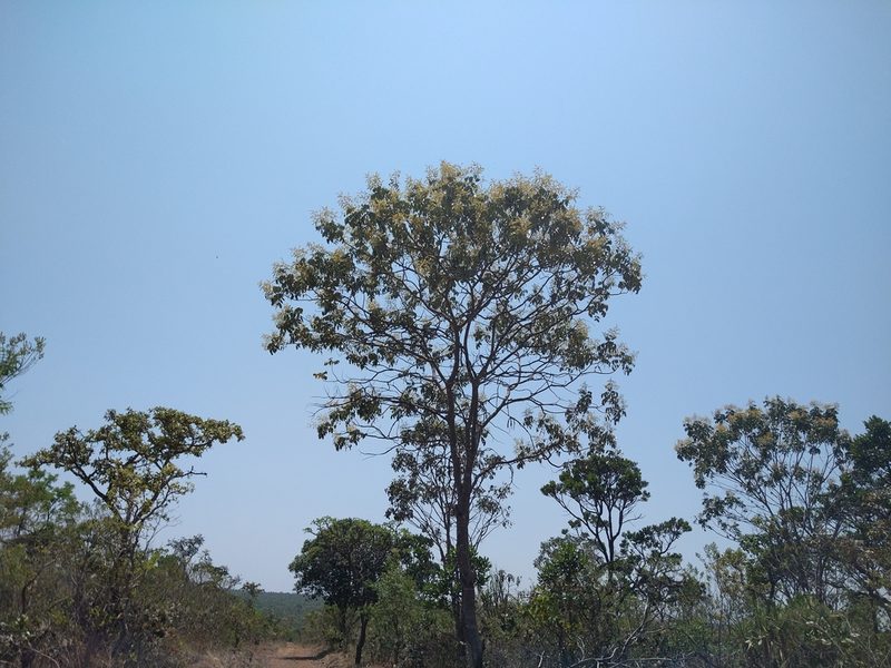 Tachigali vulgaris, photographed by Leonardo Bergamini