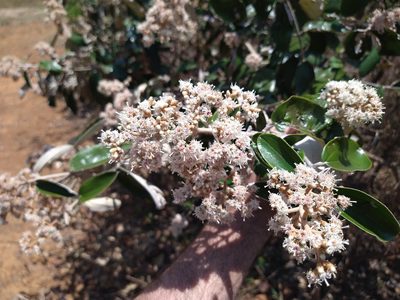 Miconia albicans, photographed by Leonardo Bergamini