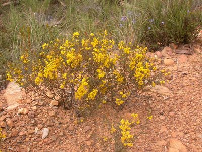 Acacia buxifolia, photographed by Donald Hobern