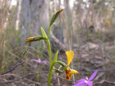 Diuris nigromontana, photographed by Donald Hobern