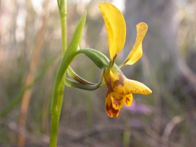 Diuris nigromontana, photographed by Donald Hobern