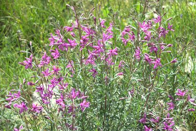 Epilobium dodonaei, photographed by Tavenetat Kevin