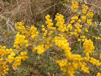 Acacia cultriformis, photographed by Donald Hobern