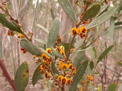 Daviesia mimosoides, photographed by Donald Hobern