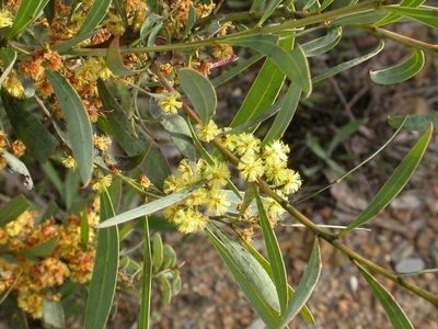 Acacia rubida, photographed by Donald Hobern
