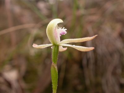 Caladenia ustulata, photographed by Donald Hobern