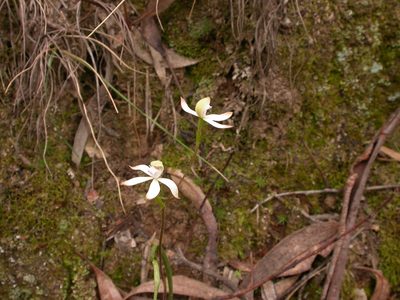 Caladenia ustulata, photographed by Donald Hobern