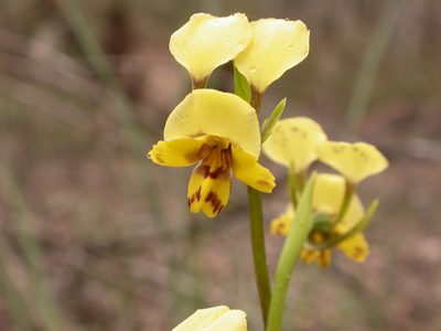Diuris nigromontana, photographed by Donald Hobern