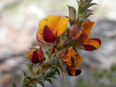 Pultenaea procumbens, photographed by Donald Hobern