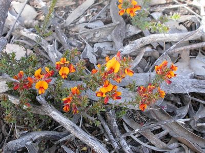 Pultenaea procumbens, photographed by Donald Hobern
