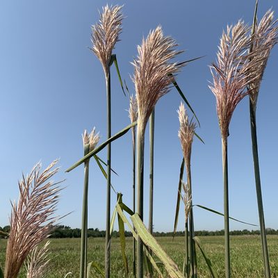 Erianthus giganteus, photographed by Katie Raney