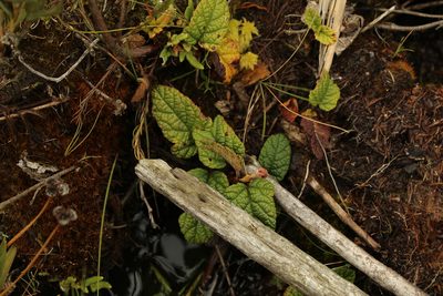 Rubus acanthophyllos, photographed by Andrés Ramírez-Barrera