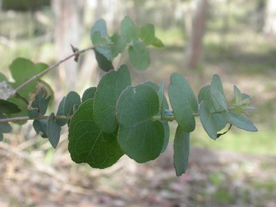 Eucalyptus bridgesiana, photographed by Donald Hobern