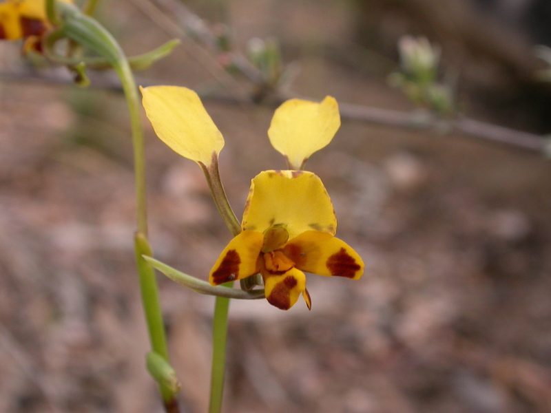 Diuris nigromontana, photographed by Donald Hobern