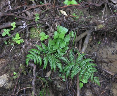 Athyrium yokoscense, photographed by Oleg Kosterin