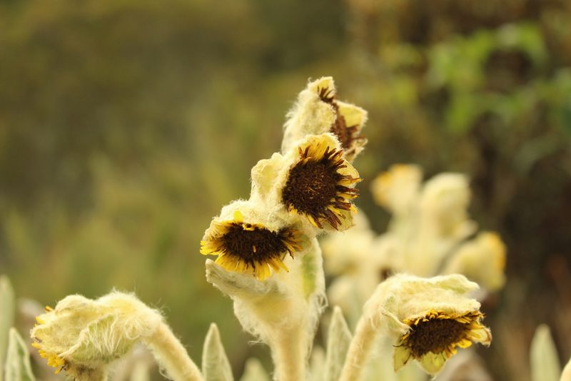 Espeletia barclayana, photographed by Andrés Ramírez-Barrera