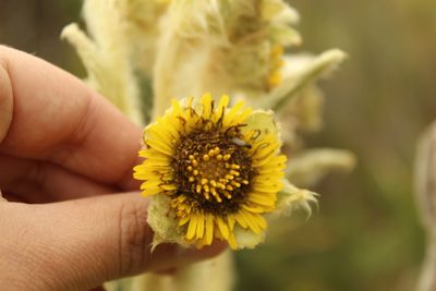 Espeletia barclayana, photographed by Andrés Ramírez-Barrera
