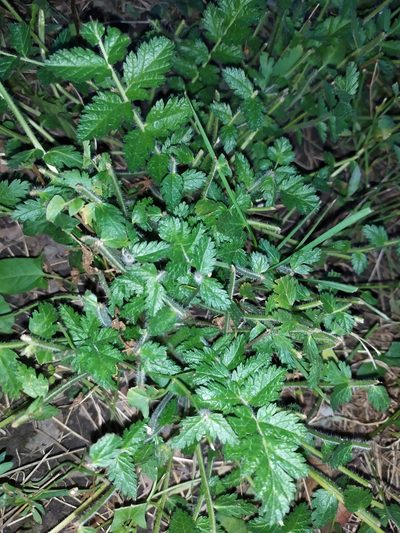 Erodium manescavi, photographed by carnifex
