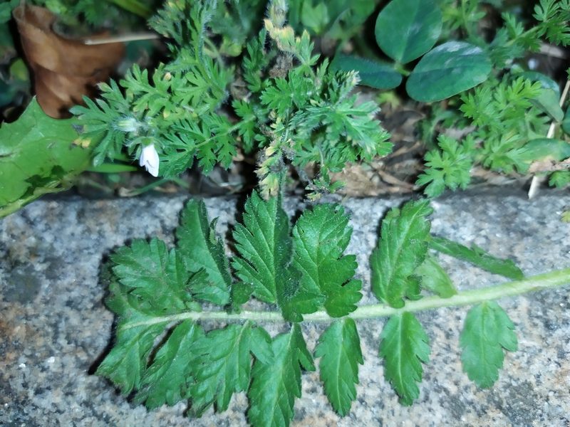 Erodium manescavi, photographed by carnifex