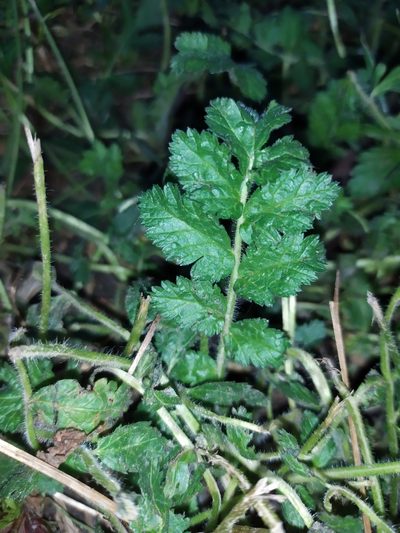 Erodium manescavi, photographed by carnifex
