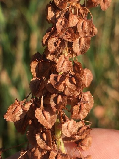 Rumex britannica, photographed by Rose Zappa