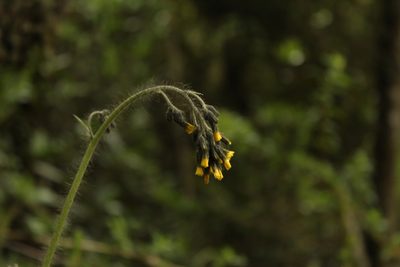 Hieracium avilae, photographed by Andrés Ramírez-Barrera