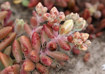 Dudleya nesiotica, photographed by Steve Matson