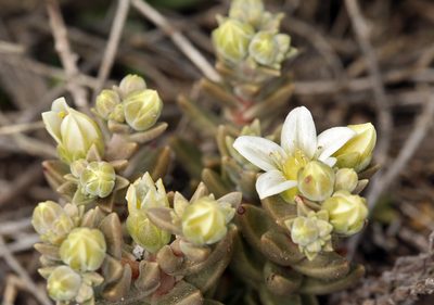 Dudleya nesiotica, photographed by Steve Matson
